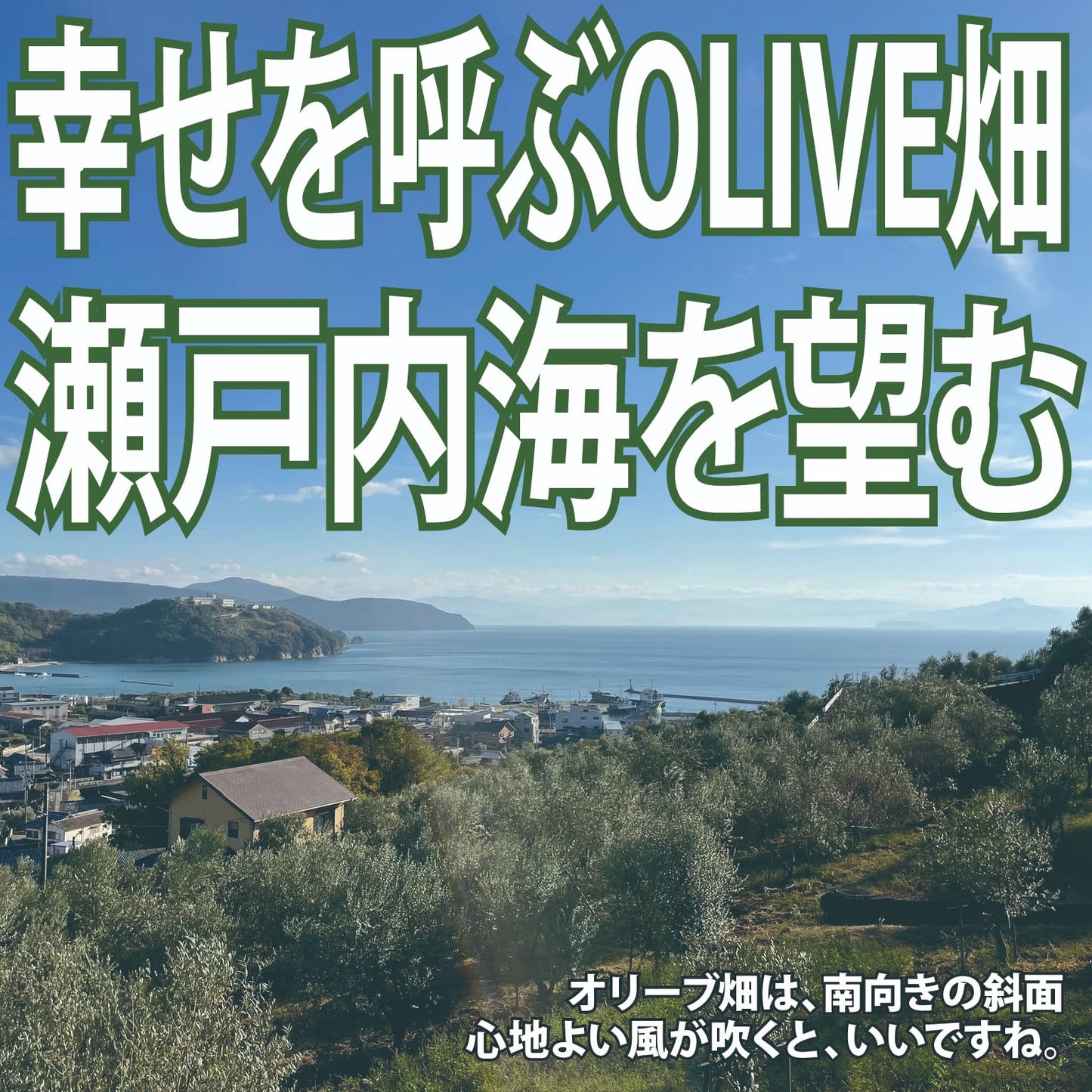小豆島OLIVE「テストツアー」#2 《アクティビティ》the 開墾。