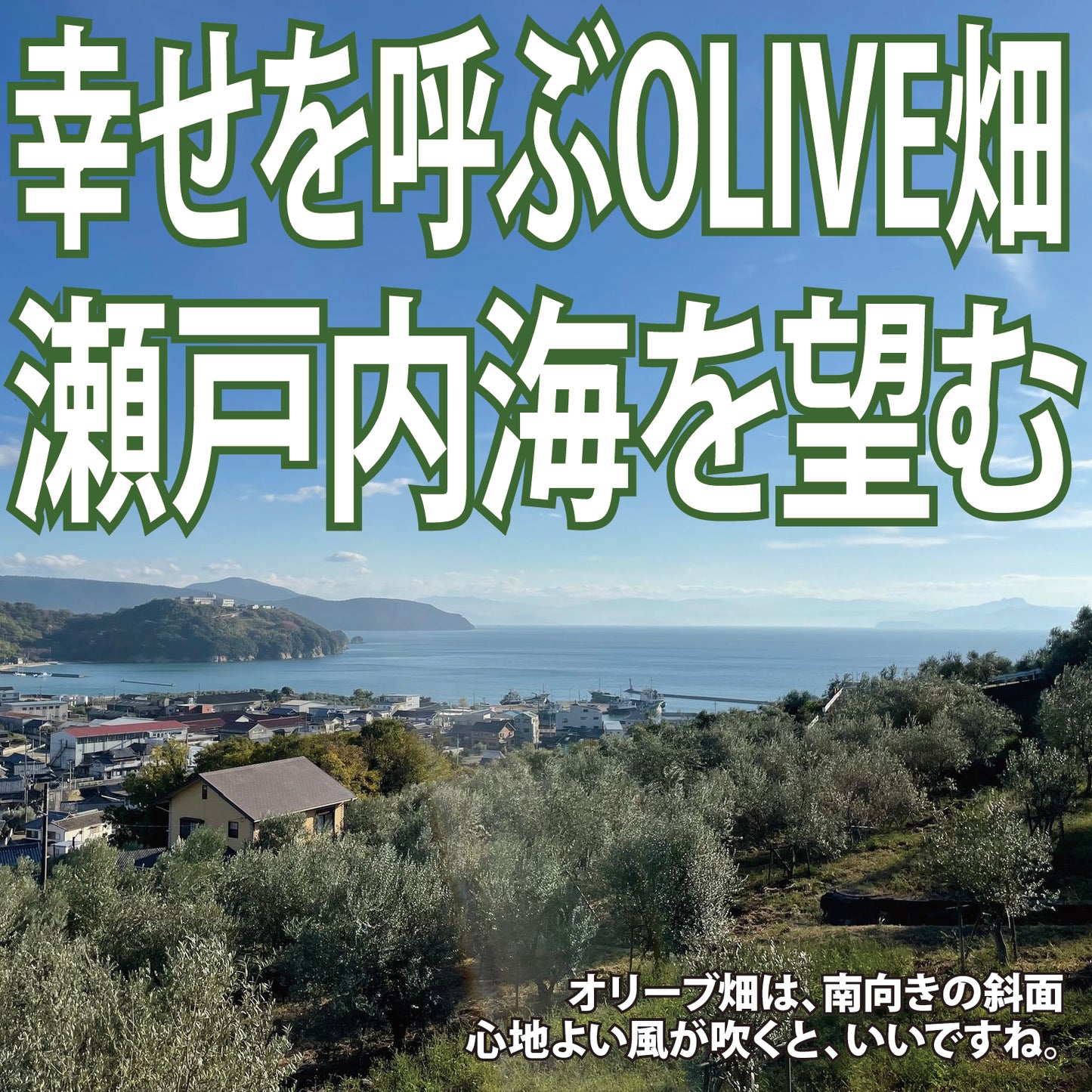 小豆島・オリーブのお花見【のらピクニック】体験テストツアー#0004