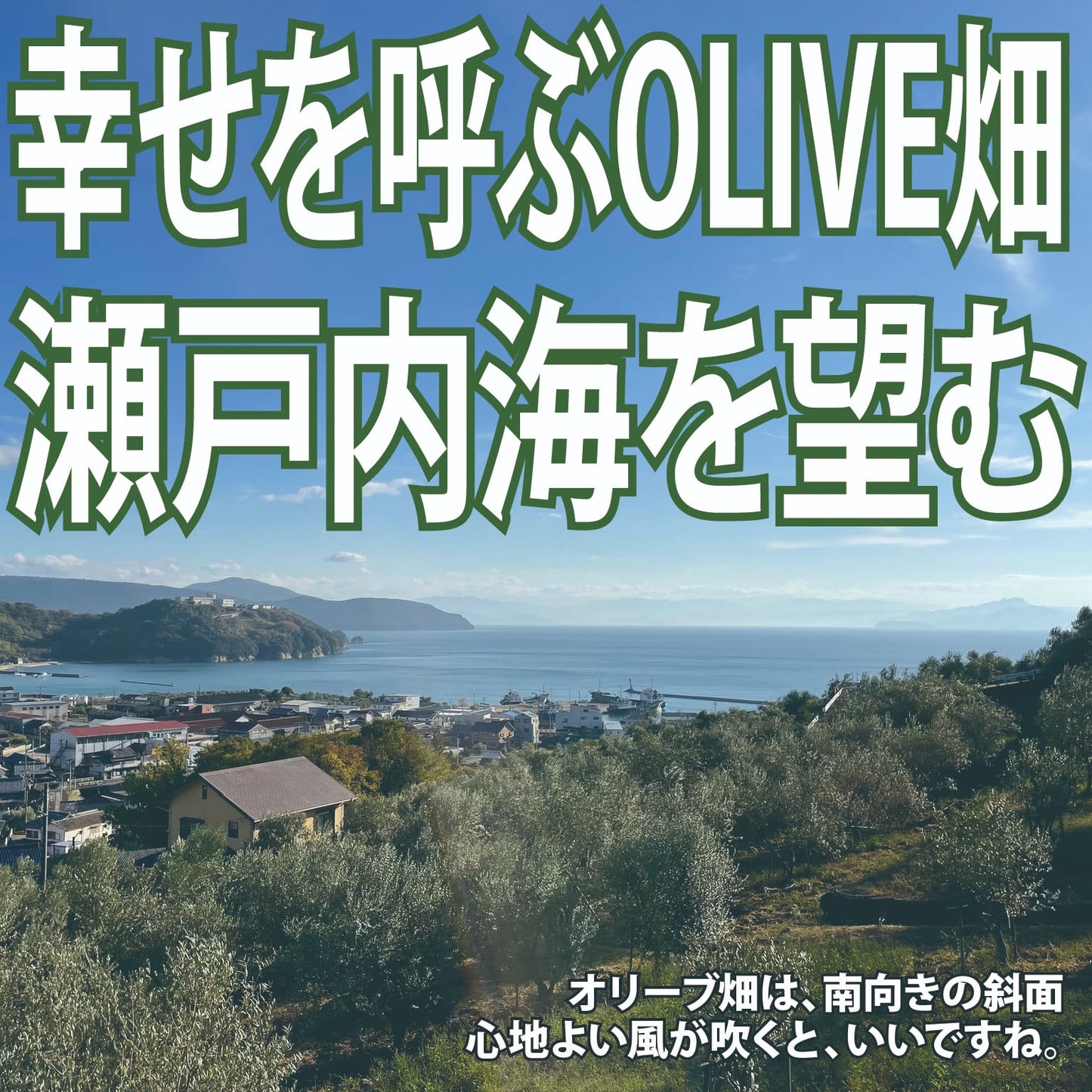 小豆島OLIVE「テストツアー」#3　《アクティビティ》オリーブの苗木を植えよう！